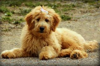 will my goldendoodle puppy stop shedding