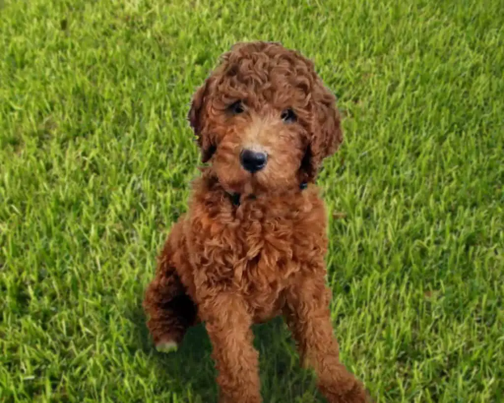 What Is An F1B Goldendoodle?