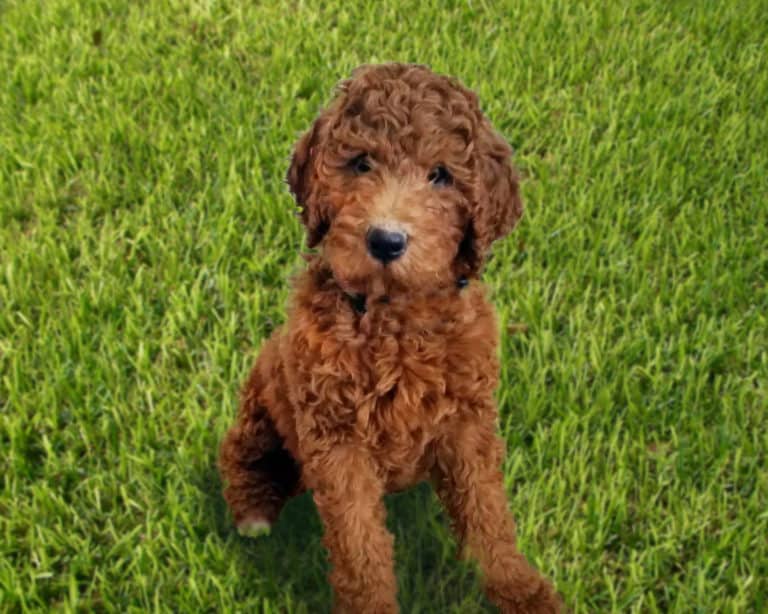 What Is An F1B Goldendoodle? F1 Vs F1b Explained