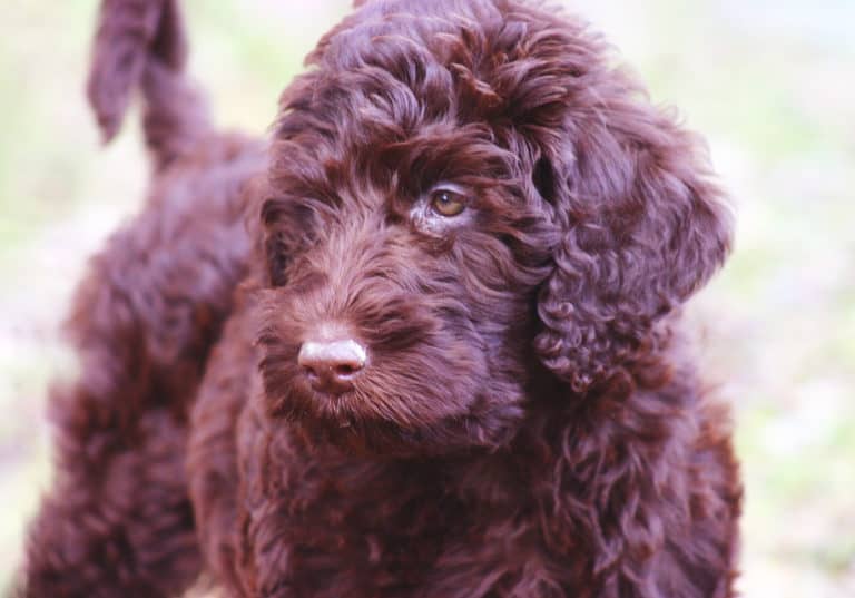 What is an Australian Labradoodle? There Is A Difference