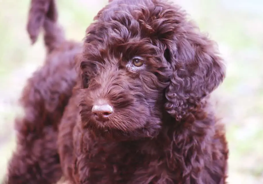 What is an Australian Labradoodle