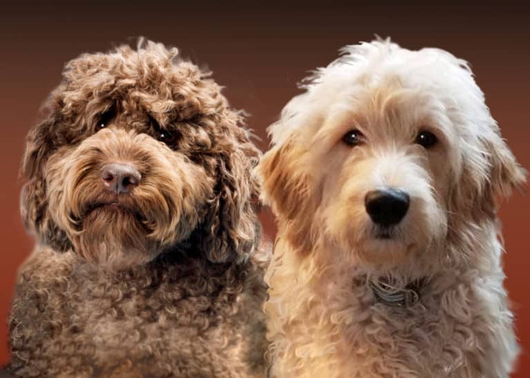 Labradoodle vs Goldendoodle – Which Is Best For Your Family?