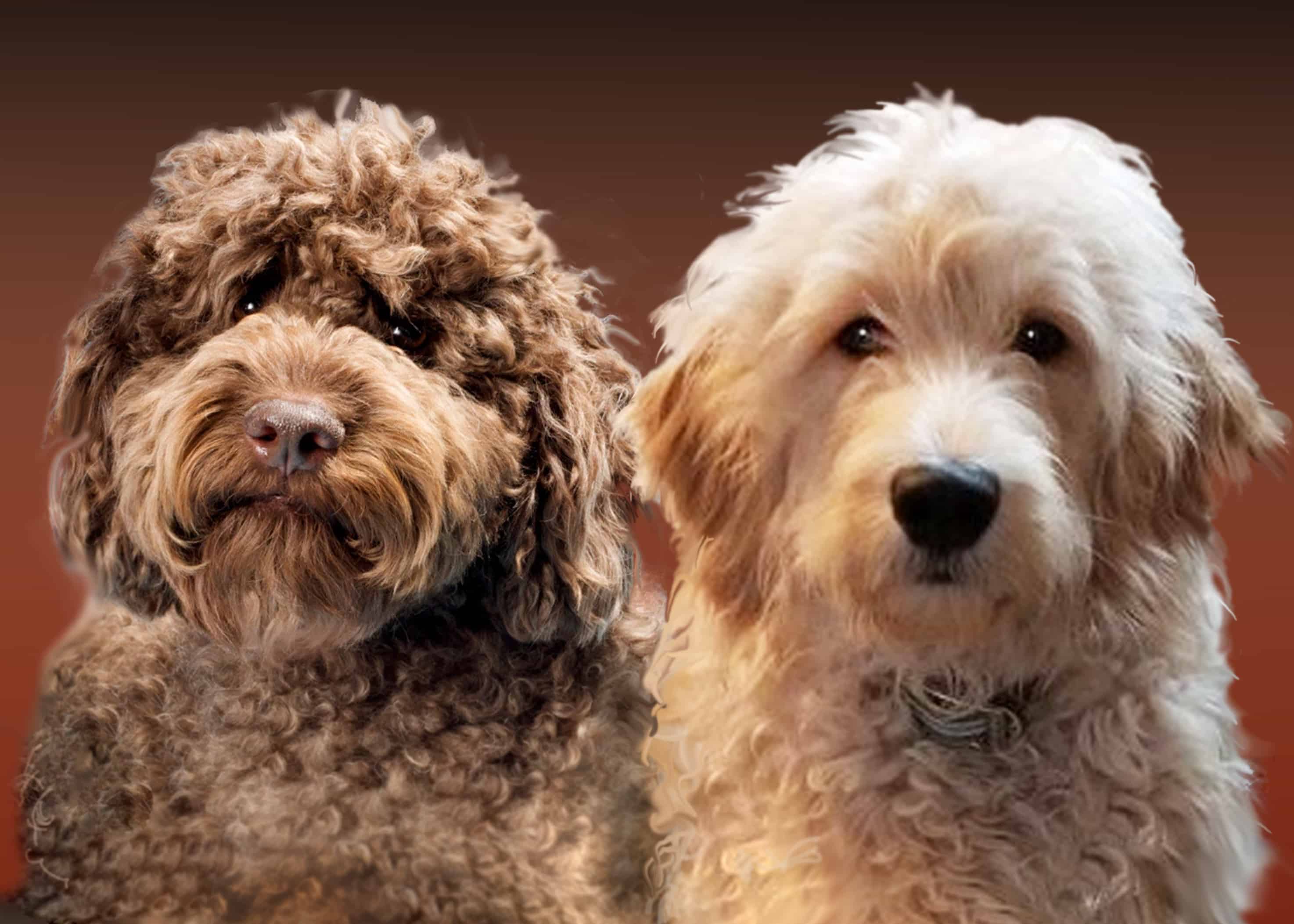 Labradoodle Vs Goldendoodle