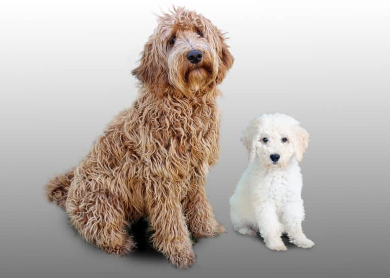 What Is the Average Lifespan Of Labradoodles? How To Extend it