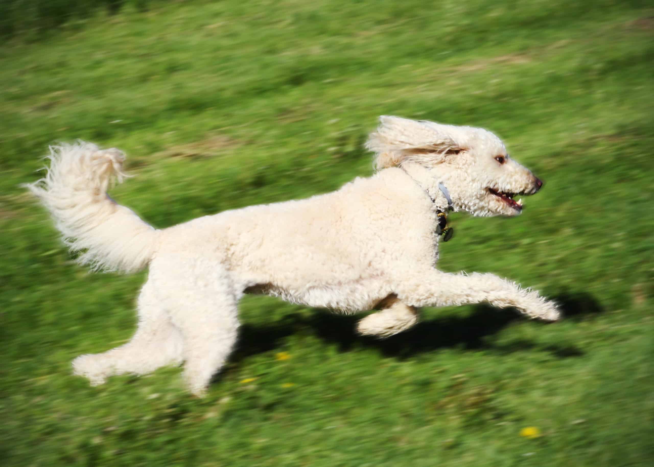 Are Labradoodles good running partners?