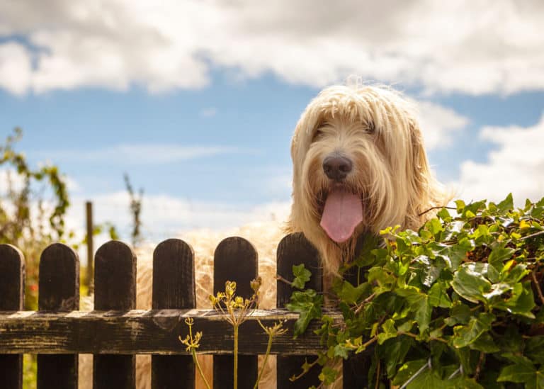 Are Labradoodles Territorial? Everything You Need to Know