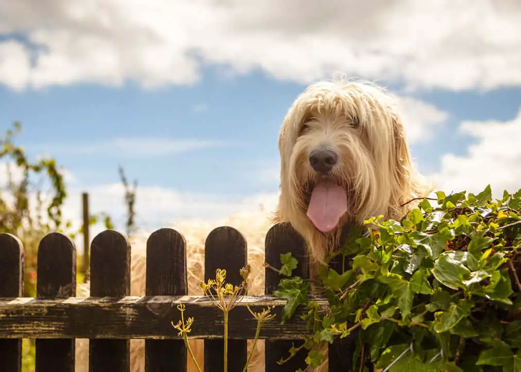 Are Labradoodles Territorial?
