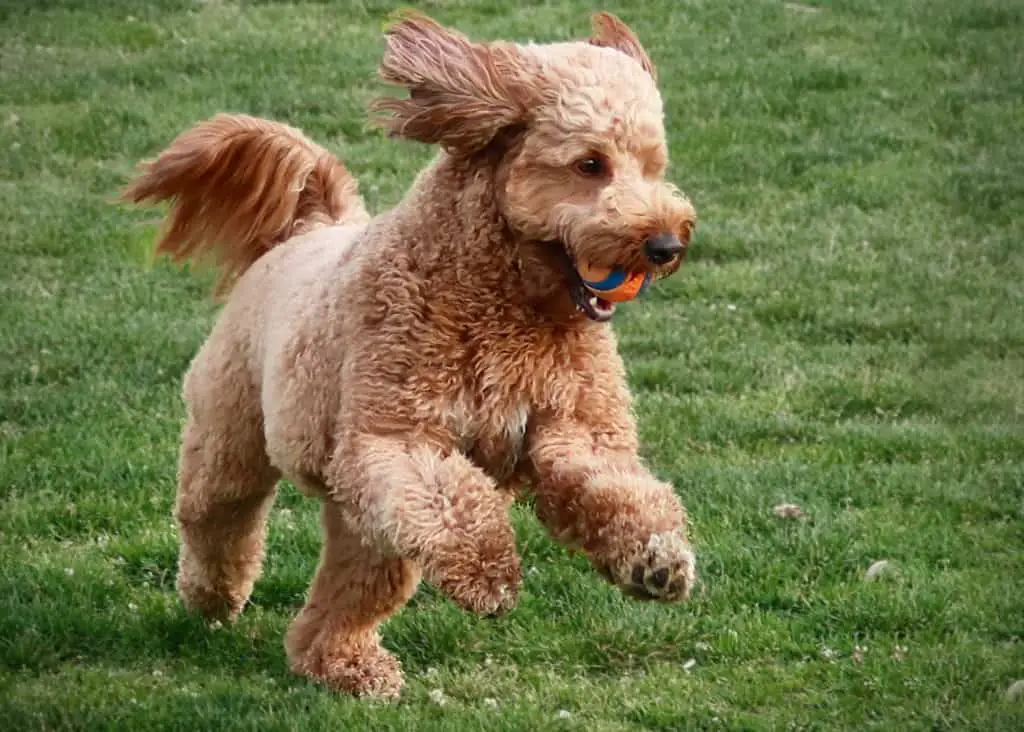 Do Goldendoodles Like to Fetch?