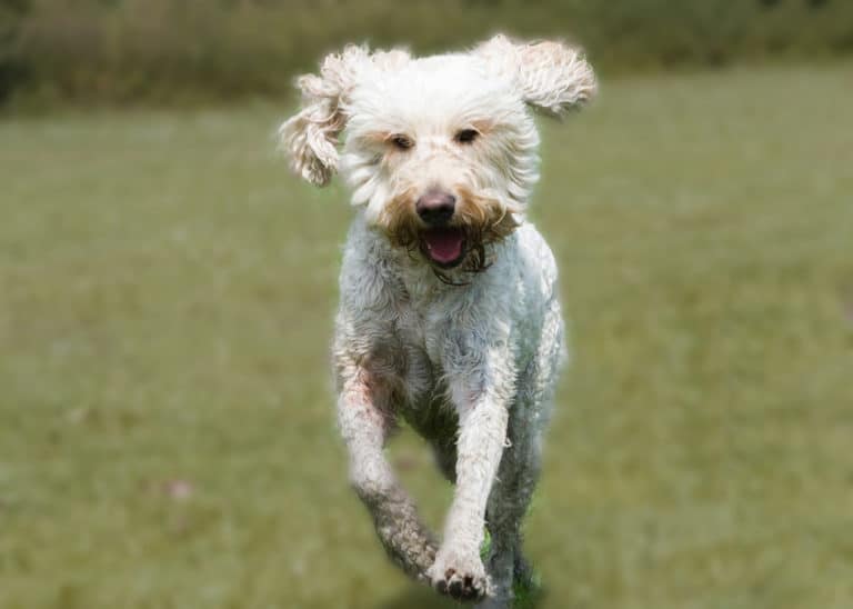 Is Your Goldendoodle Too Skinny?