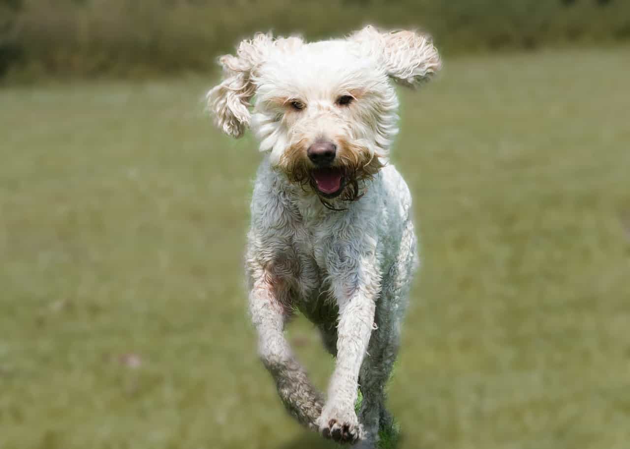 Is My Goldendoodle Too Skinny?