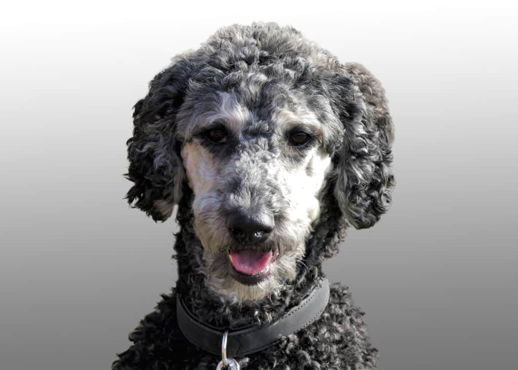 This is why your labradoodle is going grey