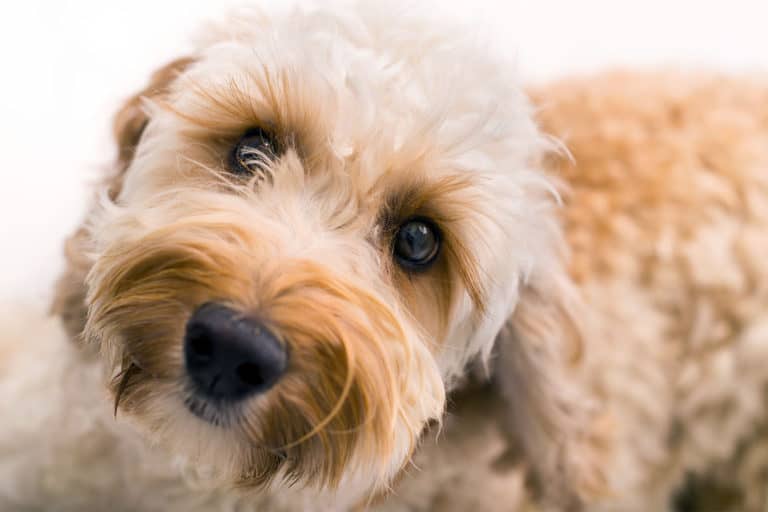 10 Golden Rules For Choosing A Labradoodle Puppy