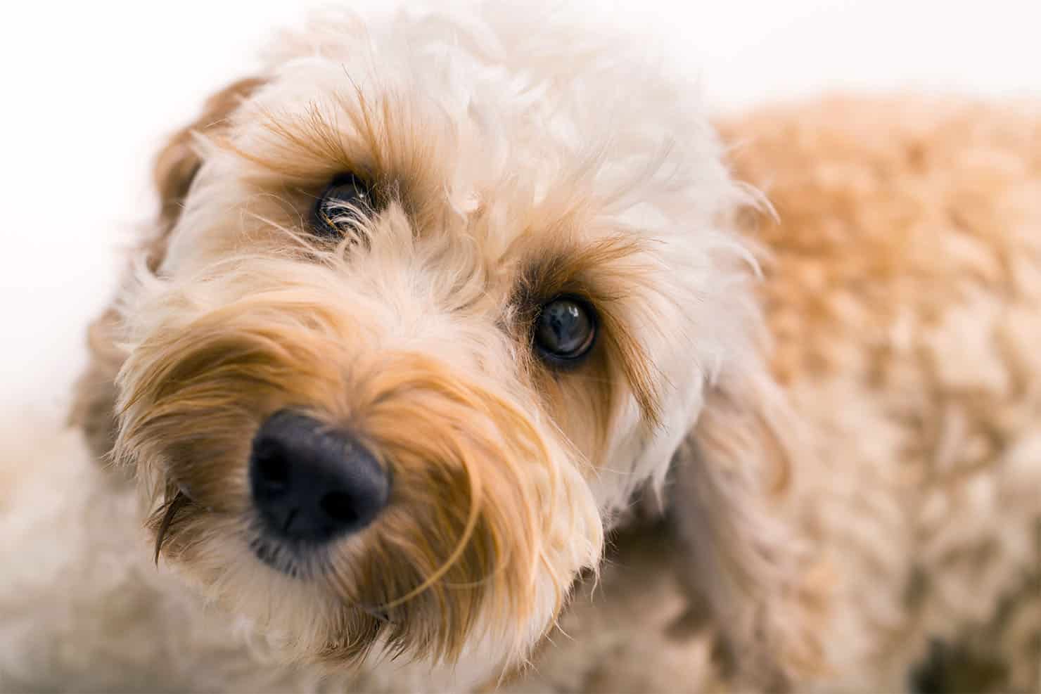How To Choose A Labradoodle Puppy
