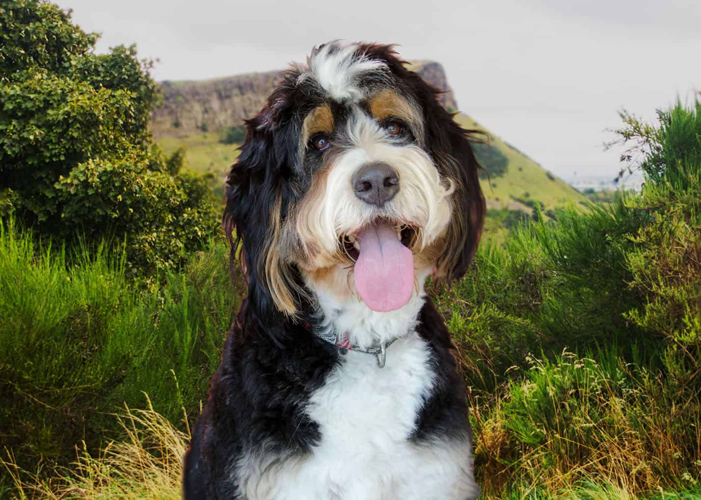 How to Groom A Bernedoodle