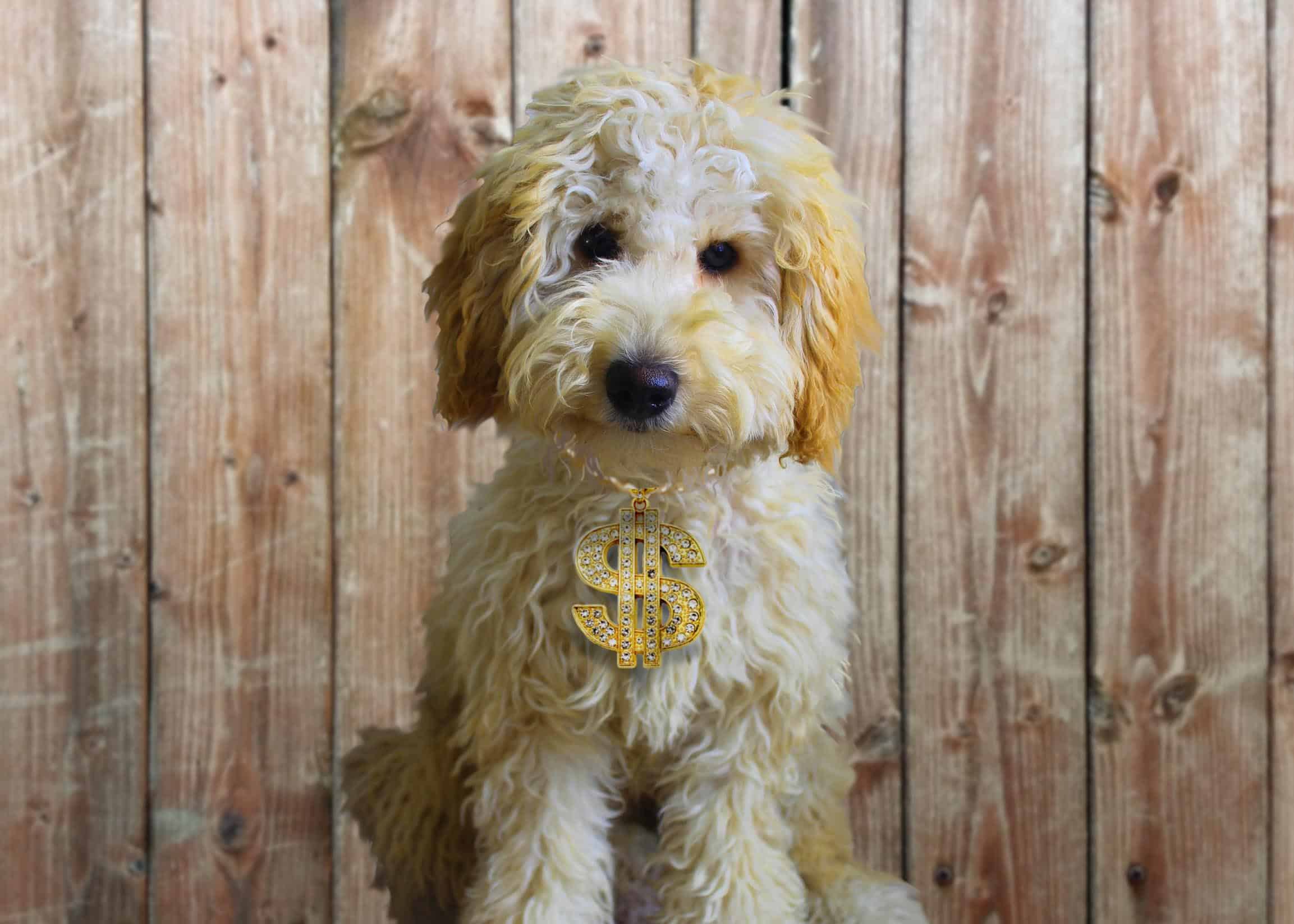 13 Reasons A Labradoodle Is So Expensive