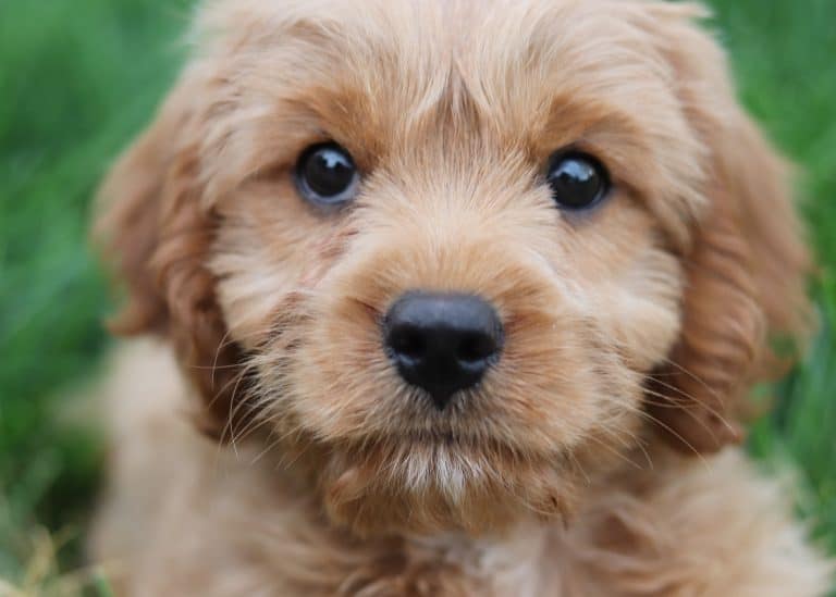 The Cavapoo Dog Breed Facts – What You Need To Know
