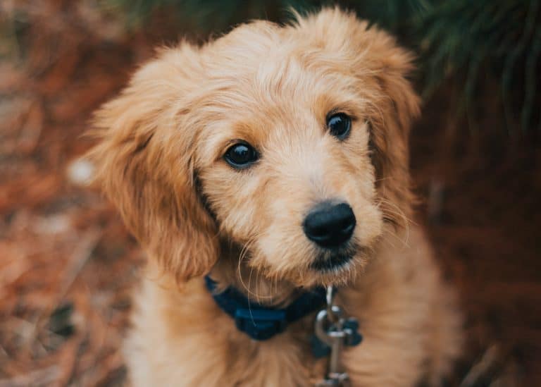 Can I Adopt A Mini Goldendoodle Or Must I Purchase?