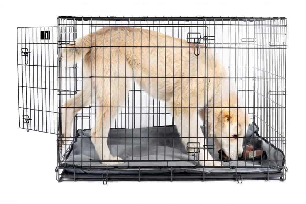 How To Crate Train Your Goldendoodle Puppy scaled e1653075567745