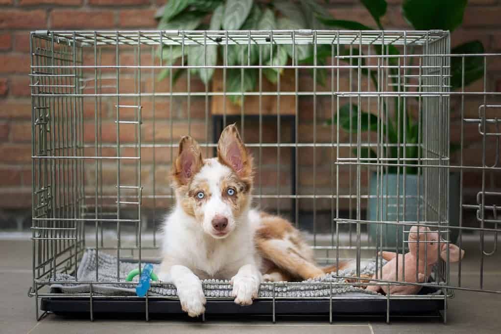 Crate Training and Separation Anxiety in Dogs