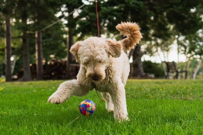 How to Choose the Right Size Goldendoodle for Your Family