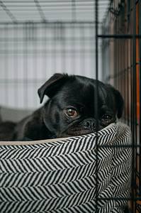 Crate Training and Separation Anxiety in Dogs: Tips and Techniques 14 Crate Training and Separation Anxiety in Dogs: Tips and Techniques
