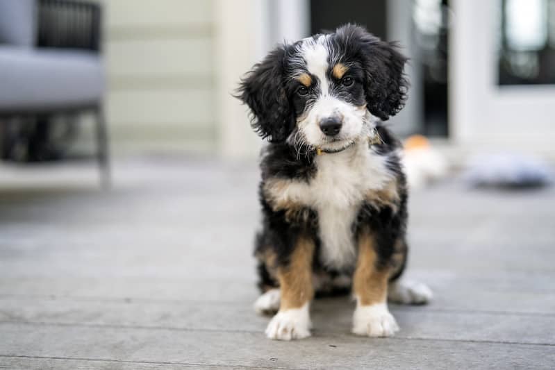 "Sadie" by Christopher.Michel is licensed under CC BY 2.0. Bernedoodle Potty Training