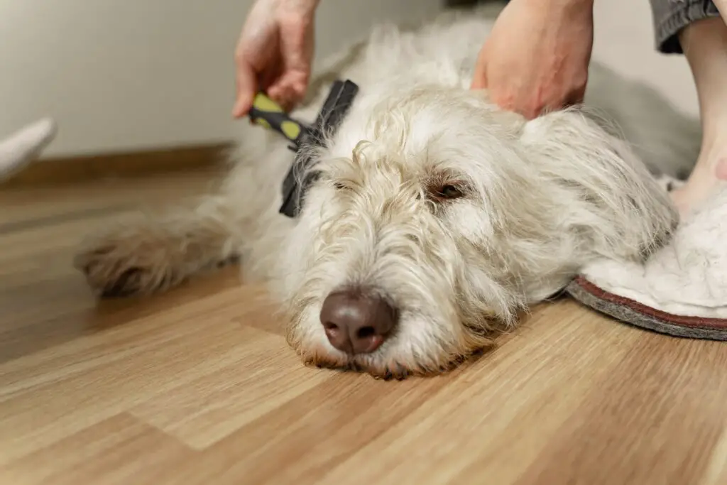 Doodle Hates Being Brushed? Tips for Easy Grooming 6 Doodle Hates Being Brushed