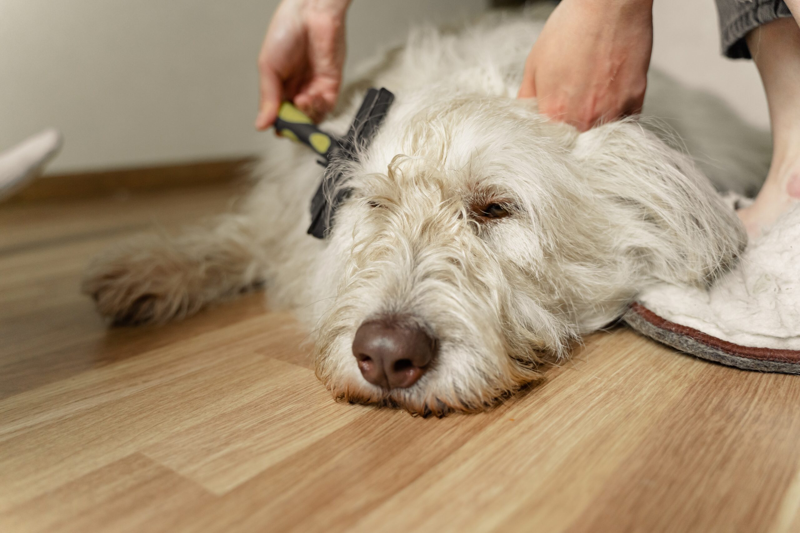 Doodle Hates Being Brushed