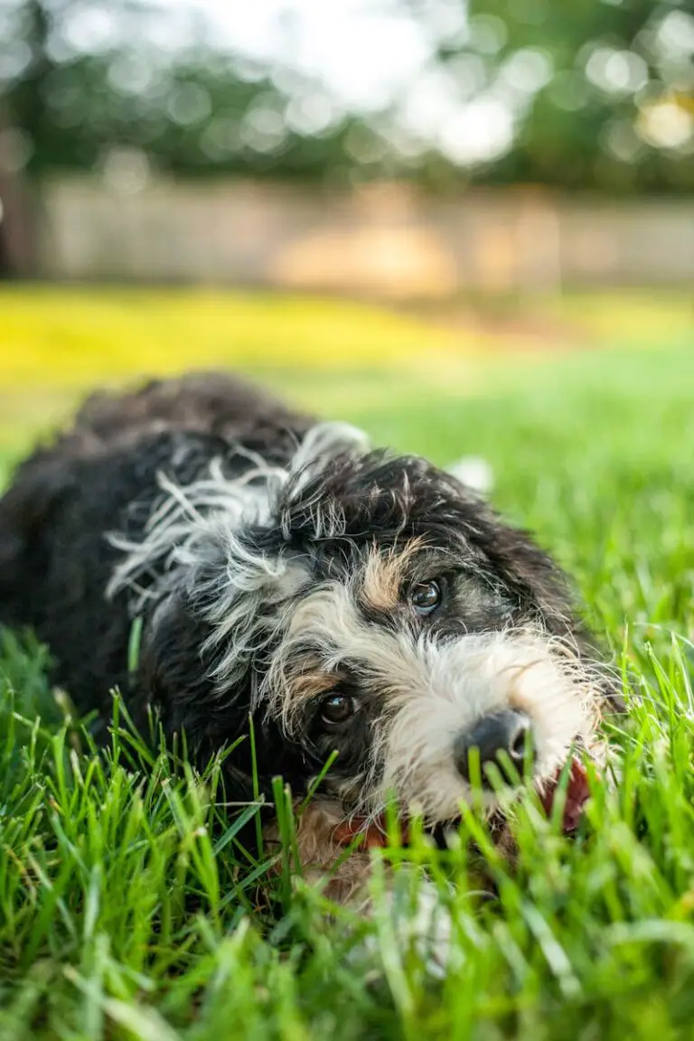 Bernedoodle Dog Breed: Temperament, Personality, and Care Guide 3 Bernedoodle Dog Breed: Temperament, Personality, and Care Guide