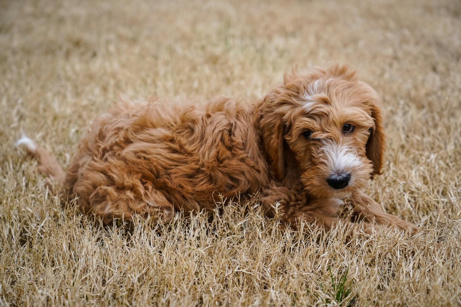 F1B Goldendoodle